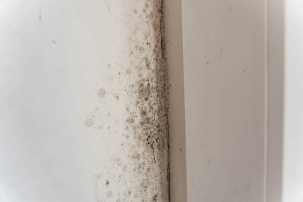 Best Attic Mold Removal  in Ly Lake, IL