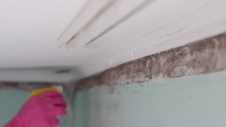 Best Basement Mold Removal  in Ly Lake, IL